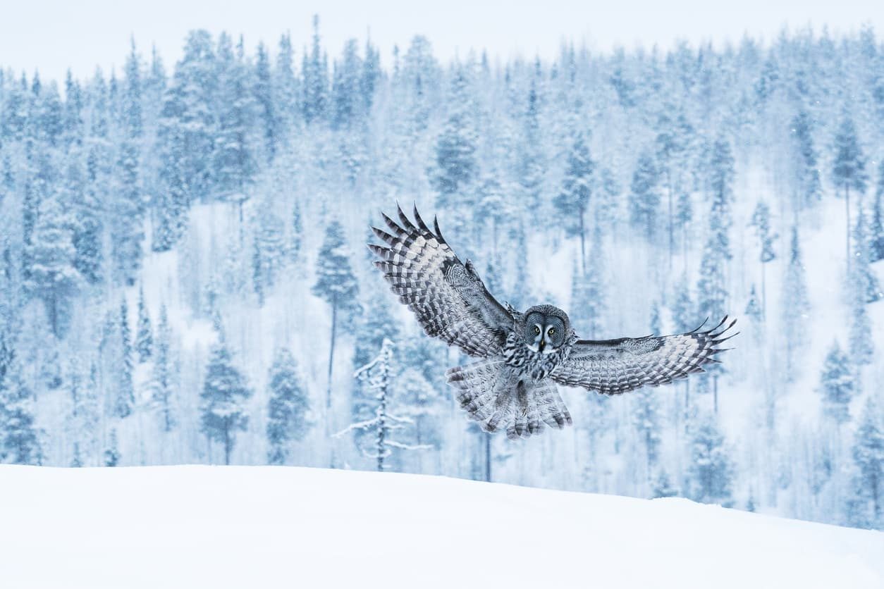 biomimicry-examples