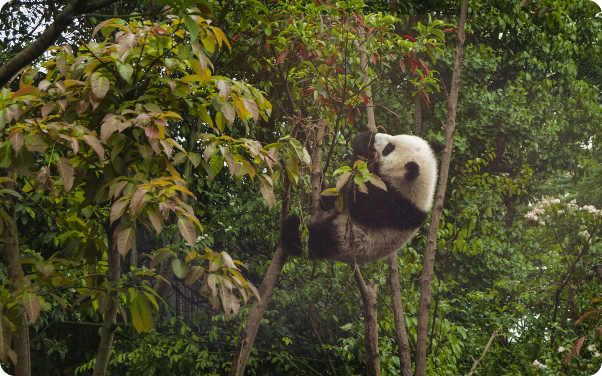 nabigating the net zero jungle