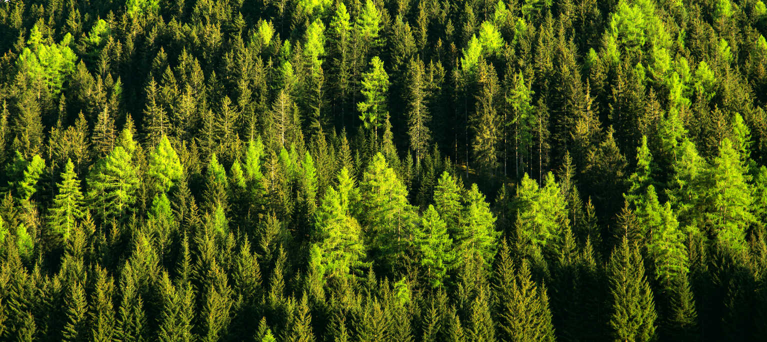 Green forest trees texture background. Nature landscape