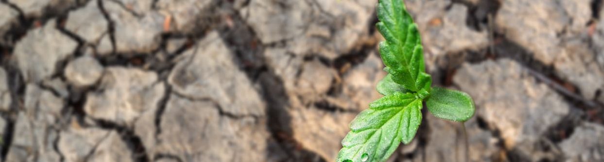 consecuencias-de-la-deforestacion