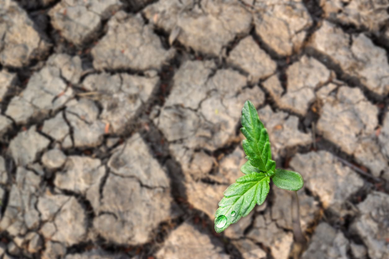 consecuencias-de-la-deforestacion