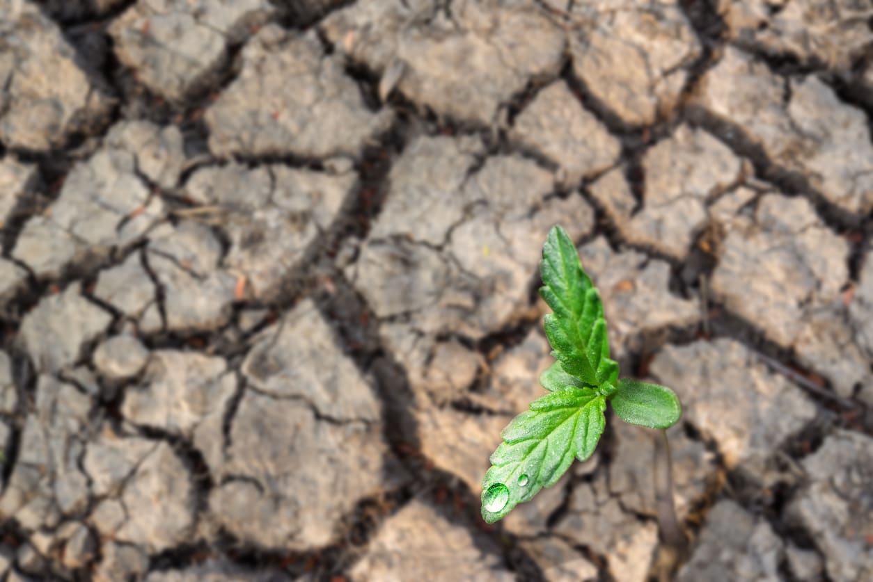 what-are-the-effects-of-deforestation